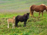 Islandpferde mit Fohlen